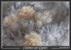 720-calcite-gypse-aragonite-limonite-tunisie-2detail900pix