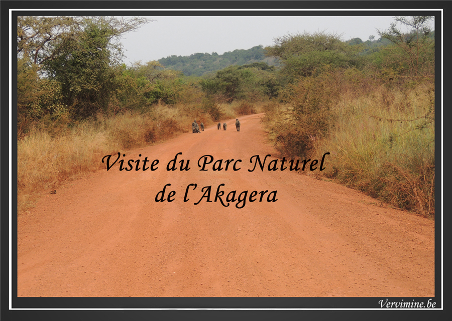 Babouins  l'entre de l'Akagera au Rwanda