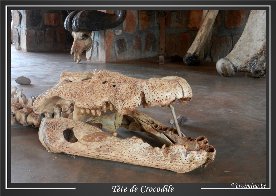 squelette de Crocodile au parc de l'Akagera