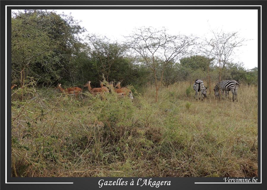 gazelles au parc de l'Akagera au Rwanda