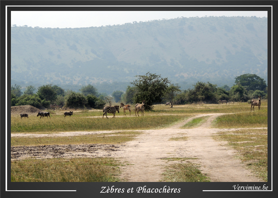 zebres phacocheres akagera rwanda
