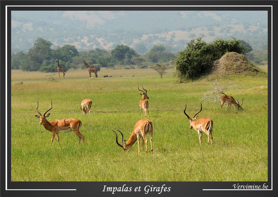 impalas girafes akagera rwanda
