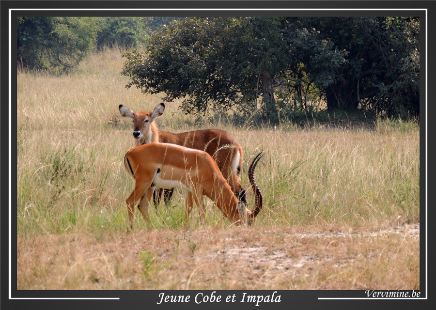 cobe impala parc akagera rwanda