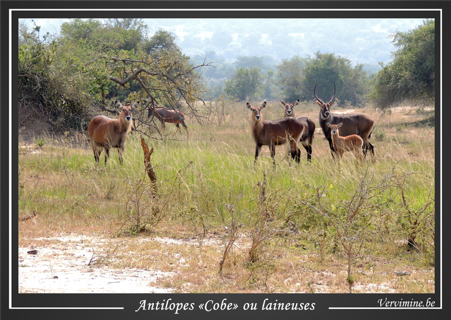 antilopes cobe parc de l'akagera au rwanda