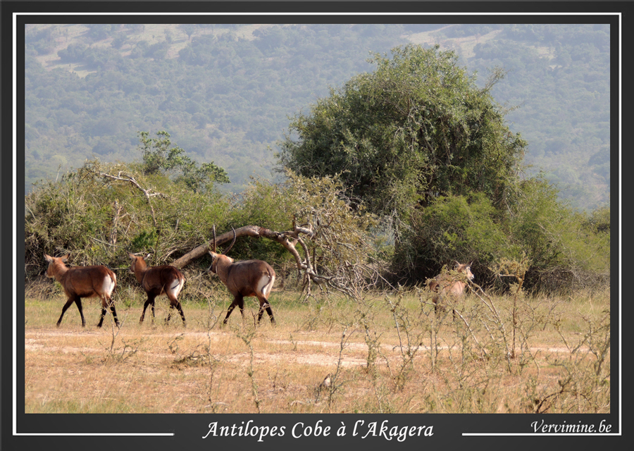 Antilopes Cobe au parc Akagera au Rwanda