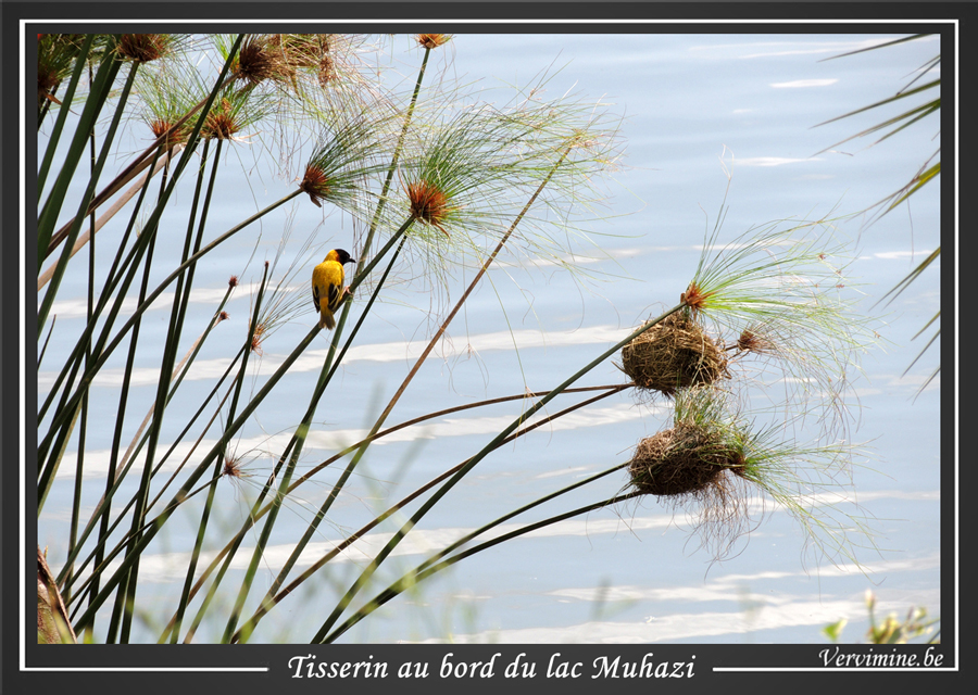 Tisserins lac Muhazi Rwanda