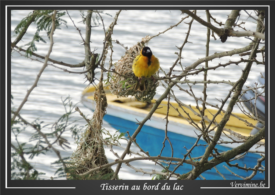 tisserin jaune et noir