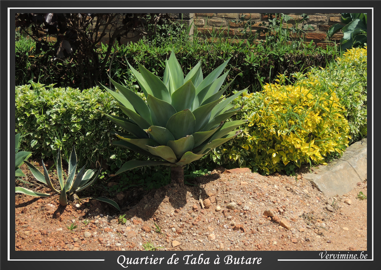 plantation en bord de route  Taba, Butare Rwanda