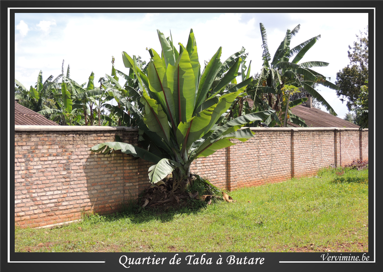 Bananier "ensete ventricosum"