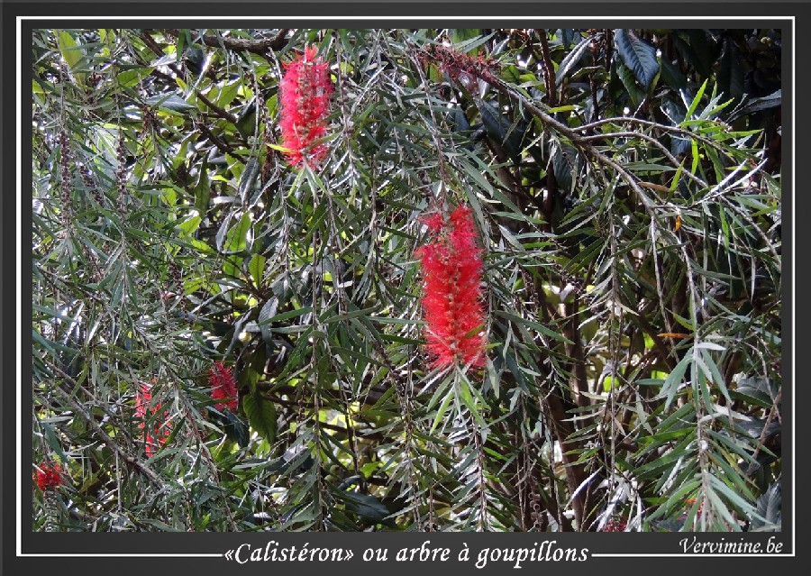 butare,huye,vervimine,Rwandacalisteron,fleurs,rouges,arbre,goupillons