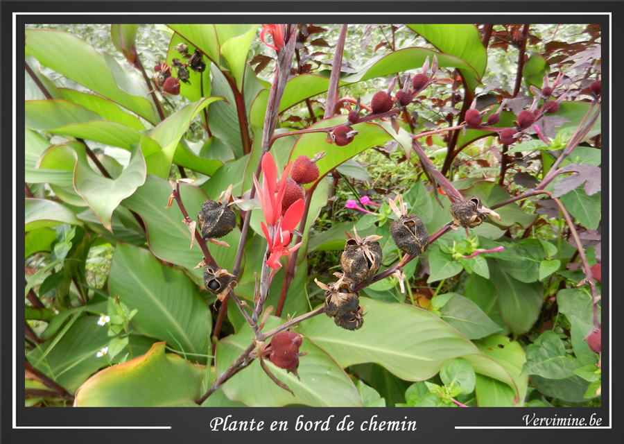 fleur bord chemin rwanda