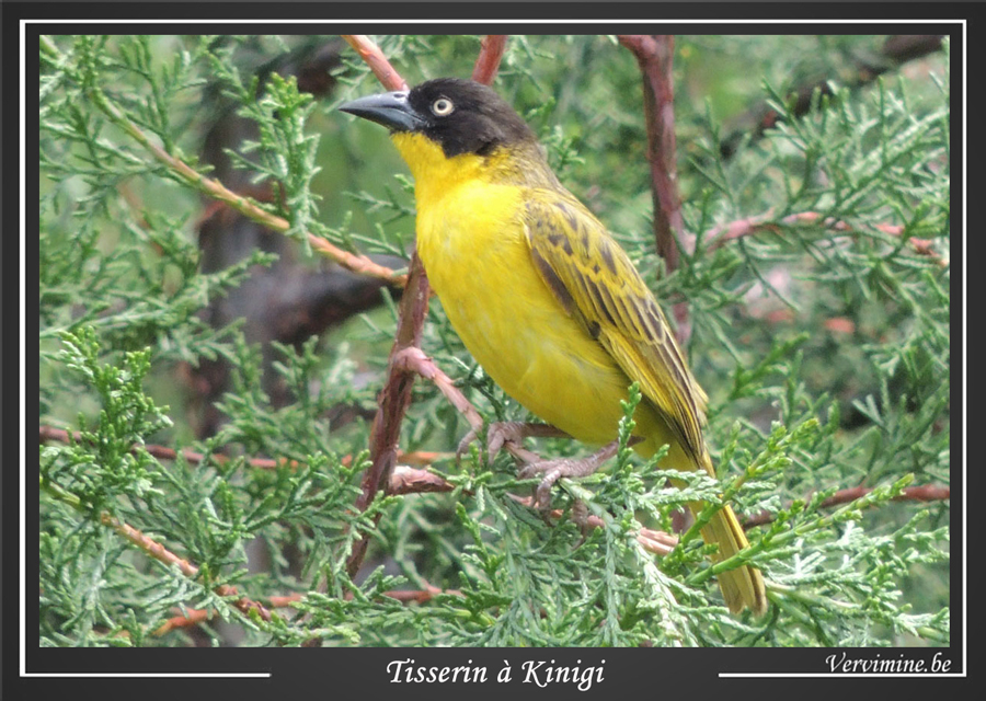 Tisserin de Kinigi au Rwanda