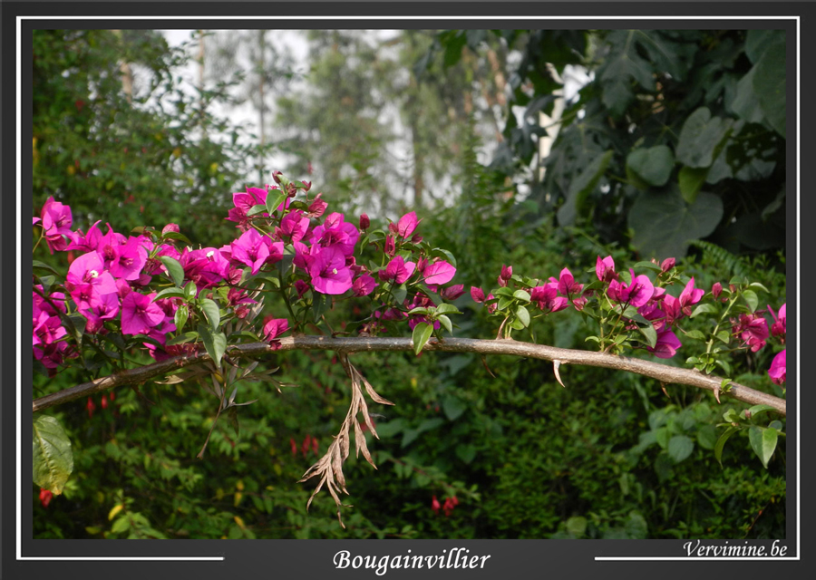 Bougainvillier