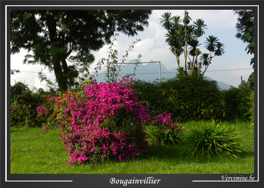 Buisson de Bougainvillier