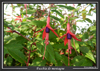 fuschia kinigi rwanda