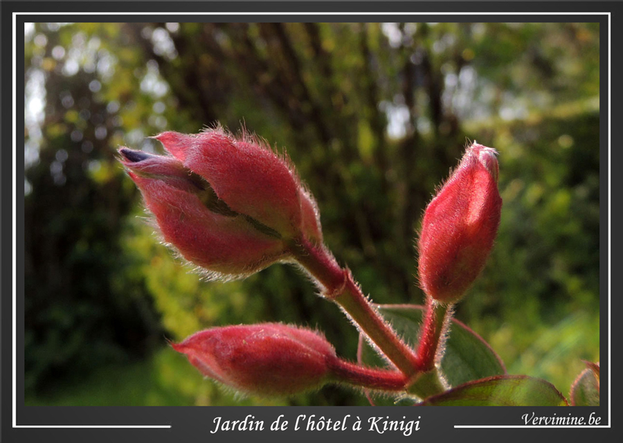 Fleurs mauves en boutons. Kinigi. Rwanda.