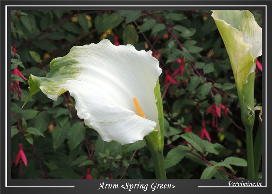 arum-spring-green