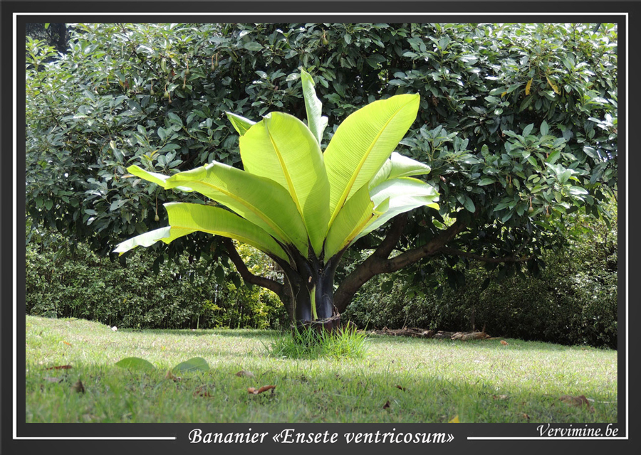 bananier-ensete-ventricosum