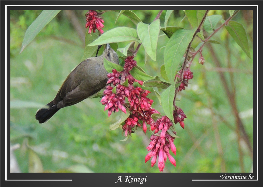 oiseau Kinigi Rwanda