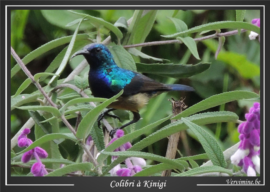 Colibri au Rwanda