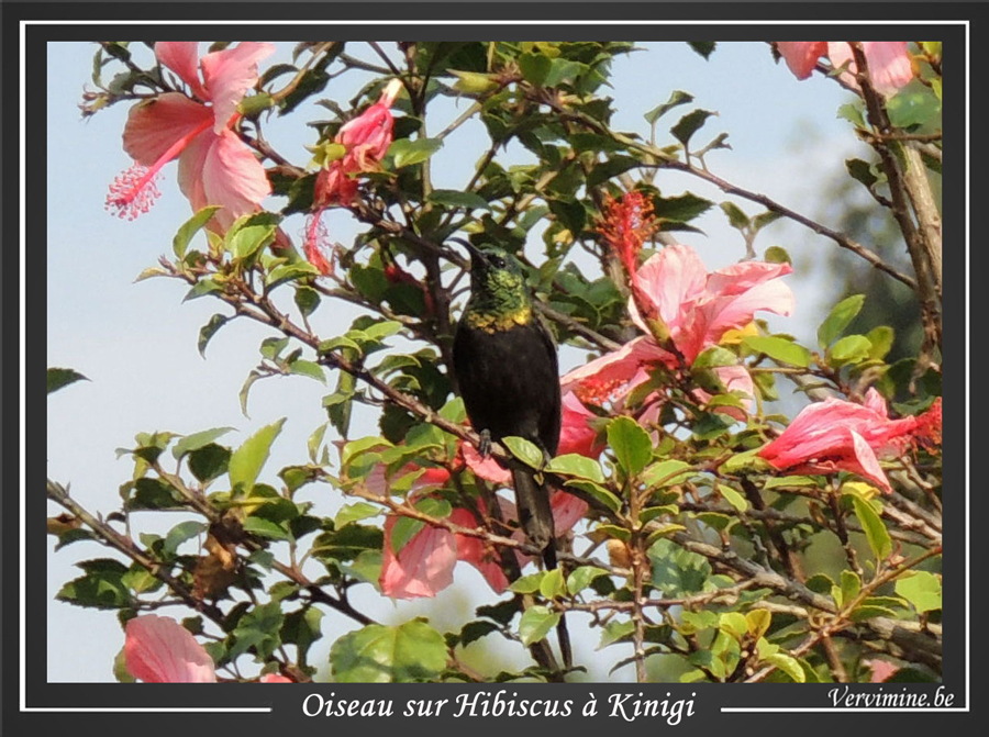 Colibri  Kinigi, au Rwanda