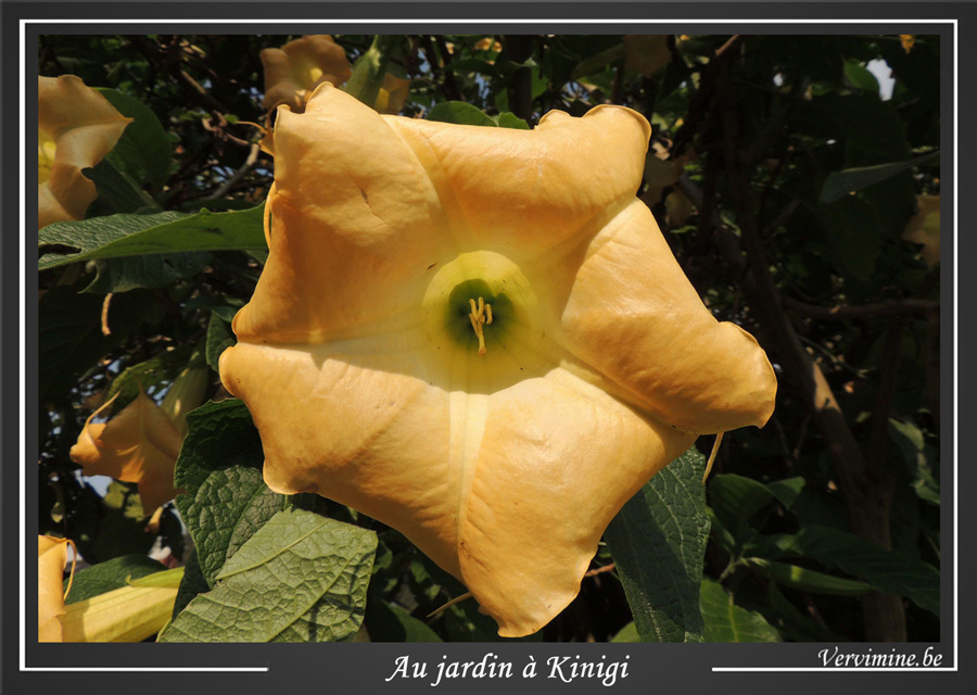 fleur jaune  Kiinigi