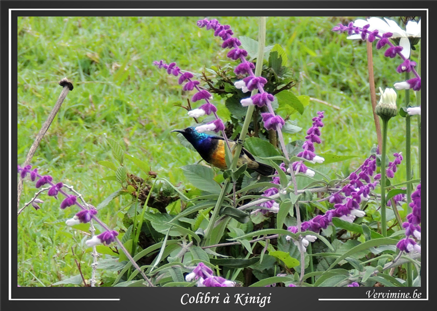 Colibri sur une sauge de montagne au Rwanda