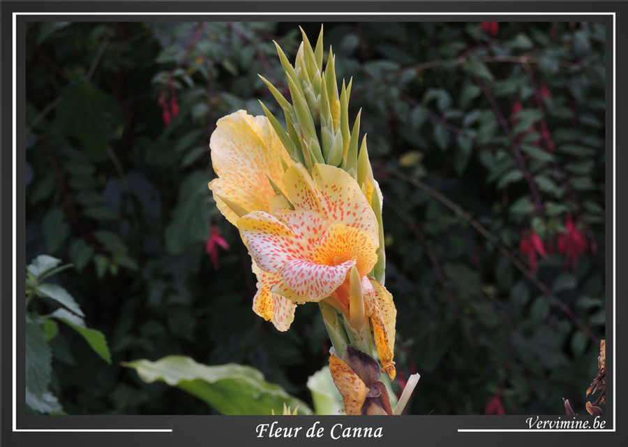 fleur de Canna jaune