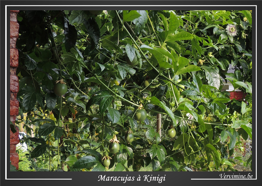 fruits de la passion, maracuja, kinigi Rwanda