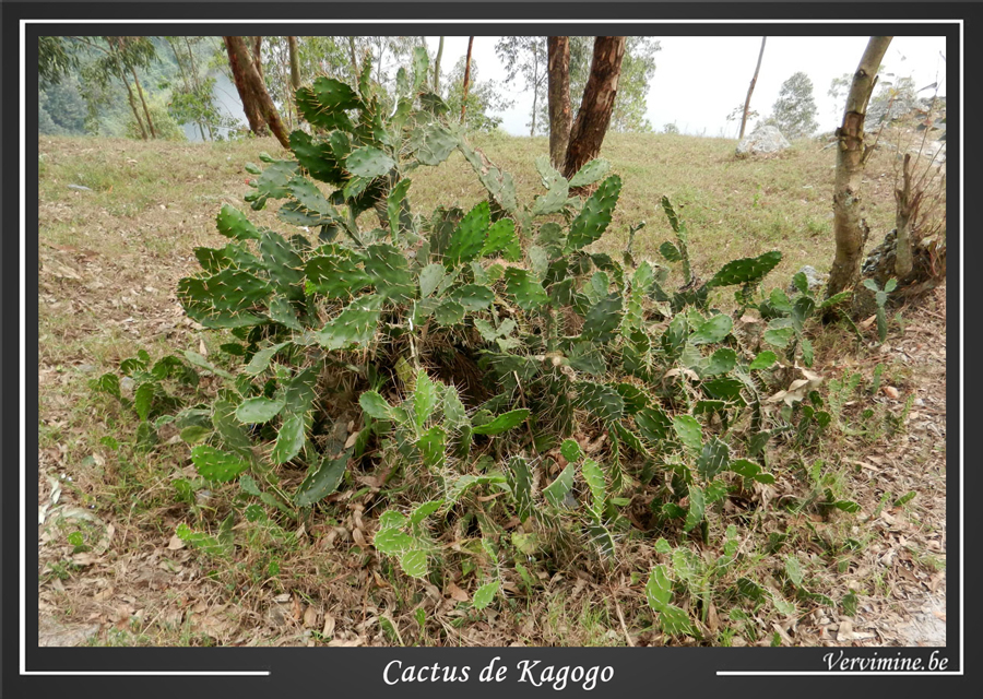 cactus  Kagogo, Rwanda